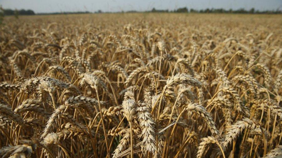 UN reports ‘anecdotal evidence’ Russia looting Ukrainian grain supply