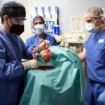 Virus found in pig heart used in human transplant