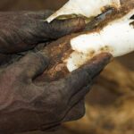 Why cassava could be a way to keep food costs down