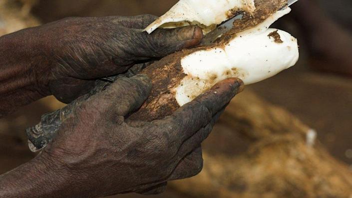 Why cassava could be a way to keep food costs down