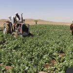 Afghan Taliban launch campaign to eradicate poppy crop