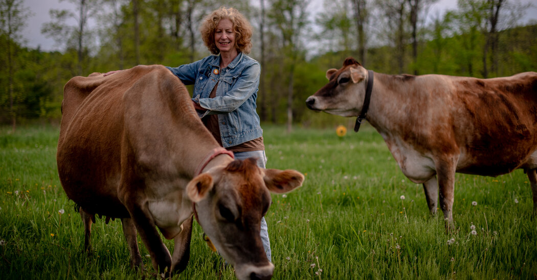 Animal Farm Creamery, a Small-Batch Dairy, Is Narrowly Saved