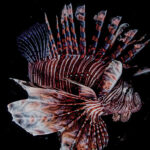 Behold the Lionfish, as Transfixing as It Is Destructive