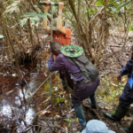 Congo peat: The ‘lungs of humanity’ which are under threat