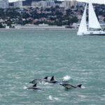 Dolphins in Lisbon river show benefits of protecting nature