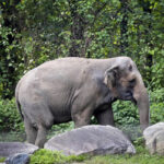 Happy the elephant isn’t a person, top New York court rules