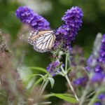 How gardeners can control pests and also protect pollinators