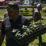 New York’s 1st legal marijuana crop sprouts under the sun