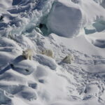 Shaky oasis for some polar bears found, but not for species