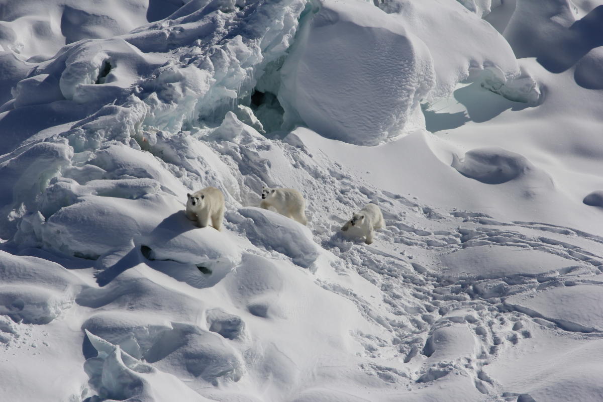 Shaky oasis for some polar bears found, but not for species