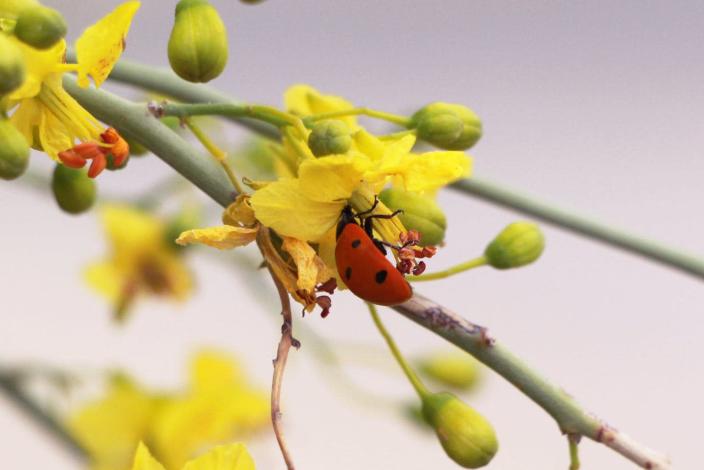 Should we protect nature for its own sake? For its economic value? Because it makes us happy? Yes