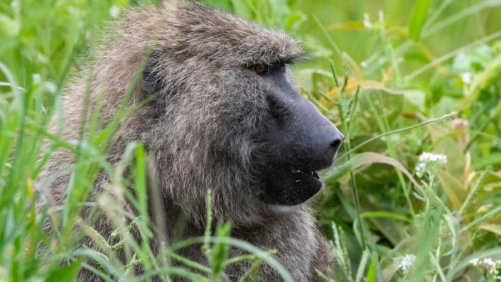 Tanzania monkey attack: Baby dies after being snatched