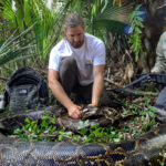 To Catch a Snake: Largest Python Found in Everglades Signals a Threat