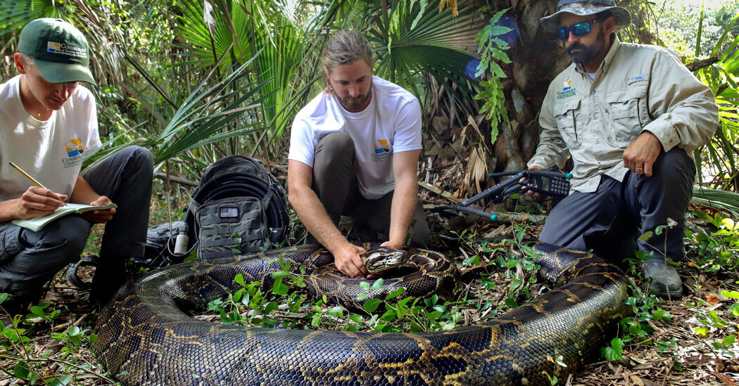 To Catch a Snake: Largest Python Found in Everglades Signals a Threat