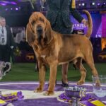 Westminster Dog Show: Trumpet the Bloodhound Wins Best in Show