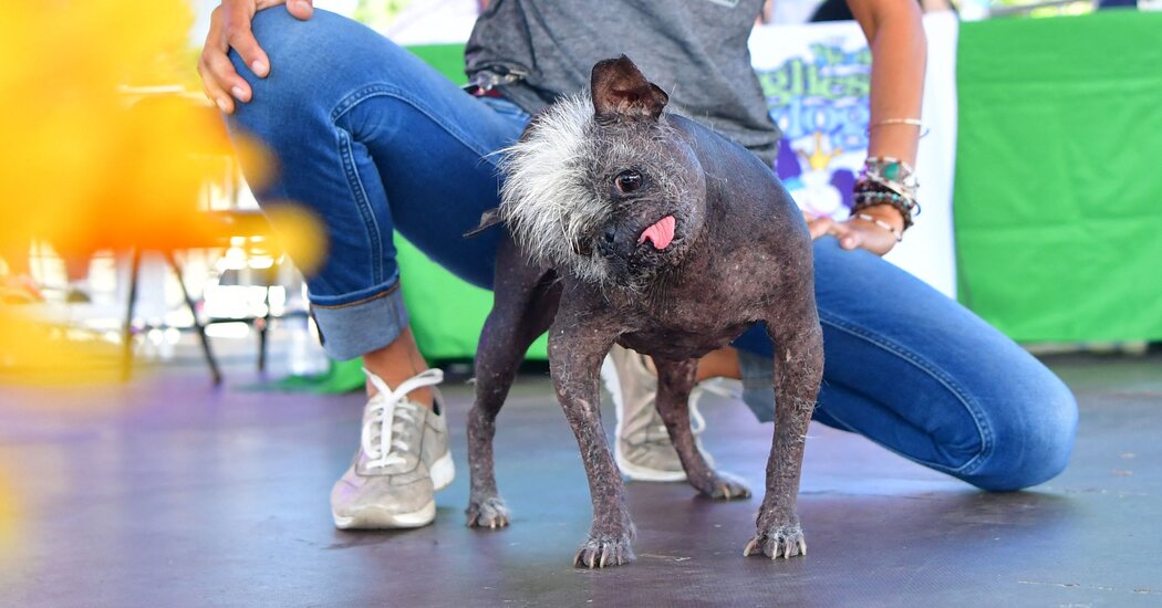 World’s Ugliest Dog: Mr. Happy Face, a Chihuahua Mix With a Mohawk