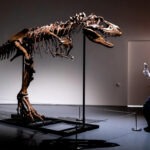 76 million-year-old dinosaur skeleton to be auctioned in NYC