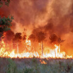 Bordeaux blazes rage, firefighting pilot killed in Portugal