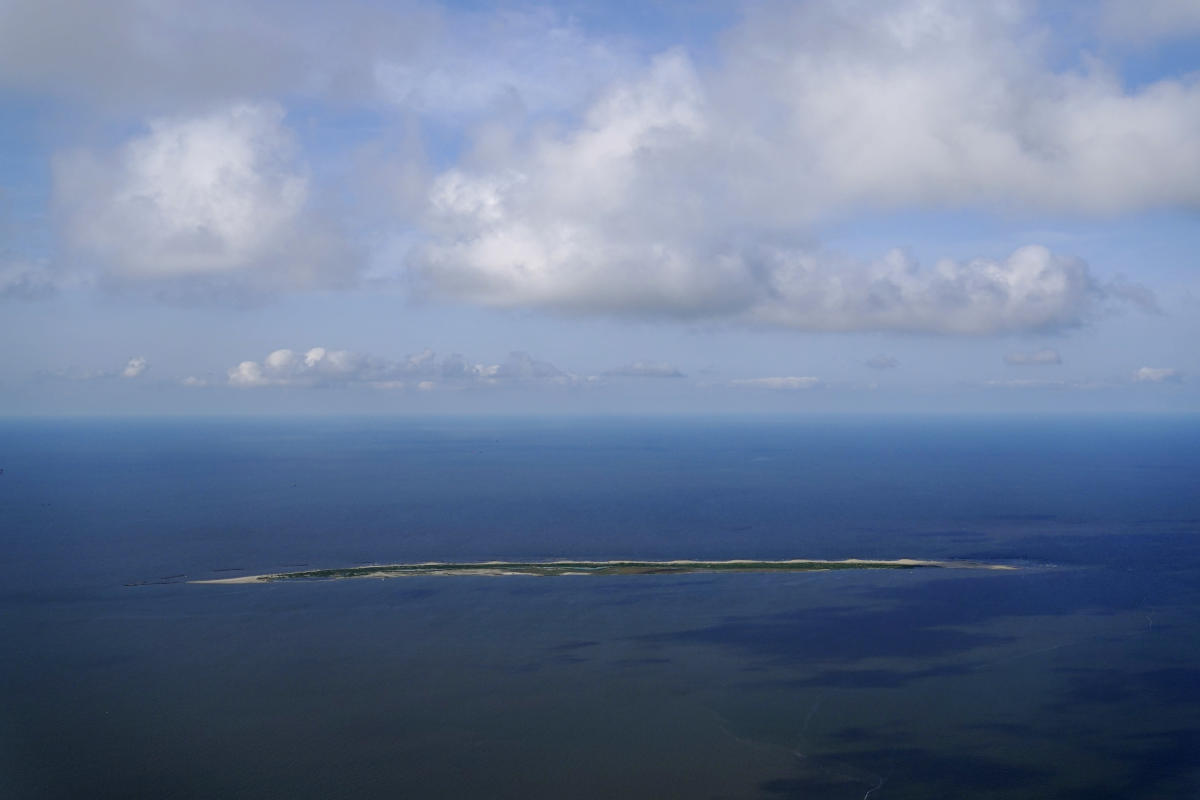 Climate change and vanishing islands threaten brown pelicans