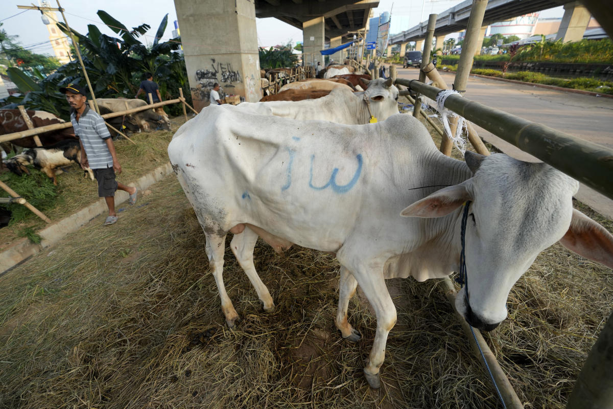 EXPLAINER: Foot-and-mouth disease and the efforts to stop it