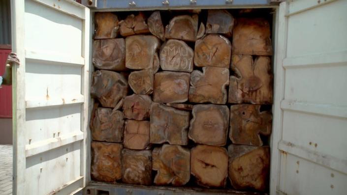 Gambia bans all timber exports to combat rosewood smuggling