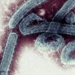 Ghana confirms first cases of deadly Marburg virus