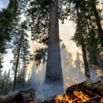 Grove of giant sequoias threatened by California wildfire