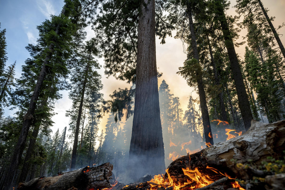 Grove of giant sequoias threatened by California wildfire