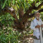 ‘Mango Man’ Is the Fruit’s Foremost Poet, Philosopher, Fan and Scientist