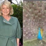 Martha Stewart Mourns Death of 6 Pet Peacocks After Coyote Attack: ‘RIP Beautiful BlueBoy’