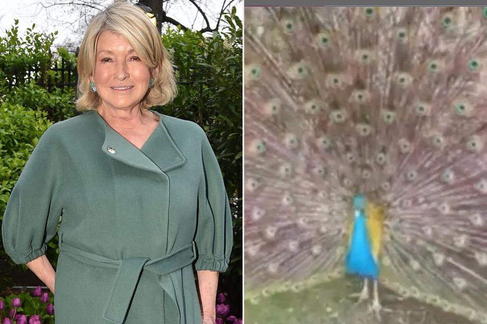 Martha Stewart Mourns Death of 6 Pet Peacocks After Coyote Attack: ‘RIP Beautiful BlueBoy’