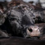 New Zealand Dairy, Meat Exporters Slam Ardern’s Pact With EU