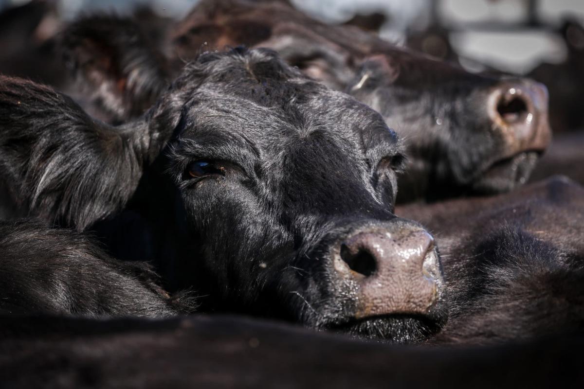 New Zealand Dairy, Meat Exporters Slam Ardern’s Pact With EU