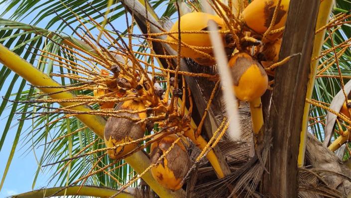 Nigeria’s big push to grow its own coconuts