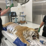 Rescued Oklahoma tigers get care in California and new home