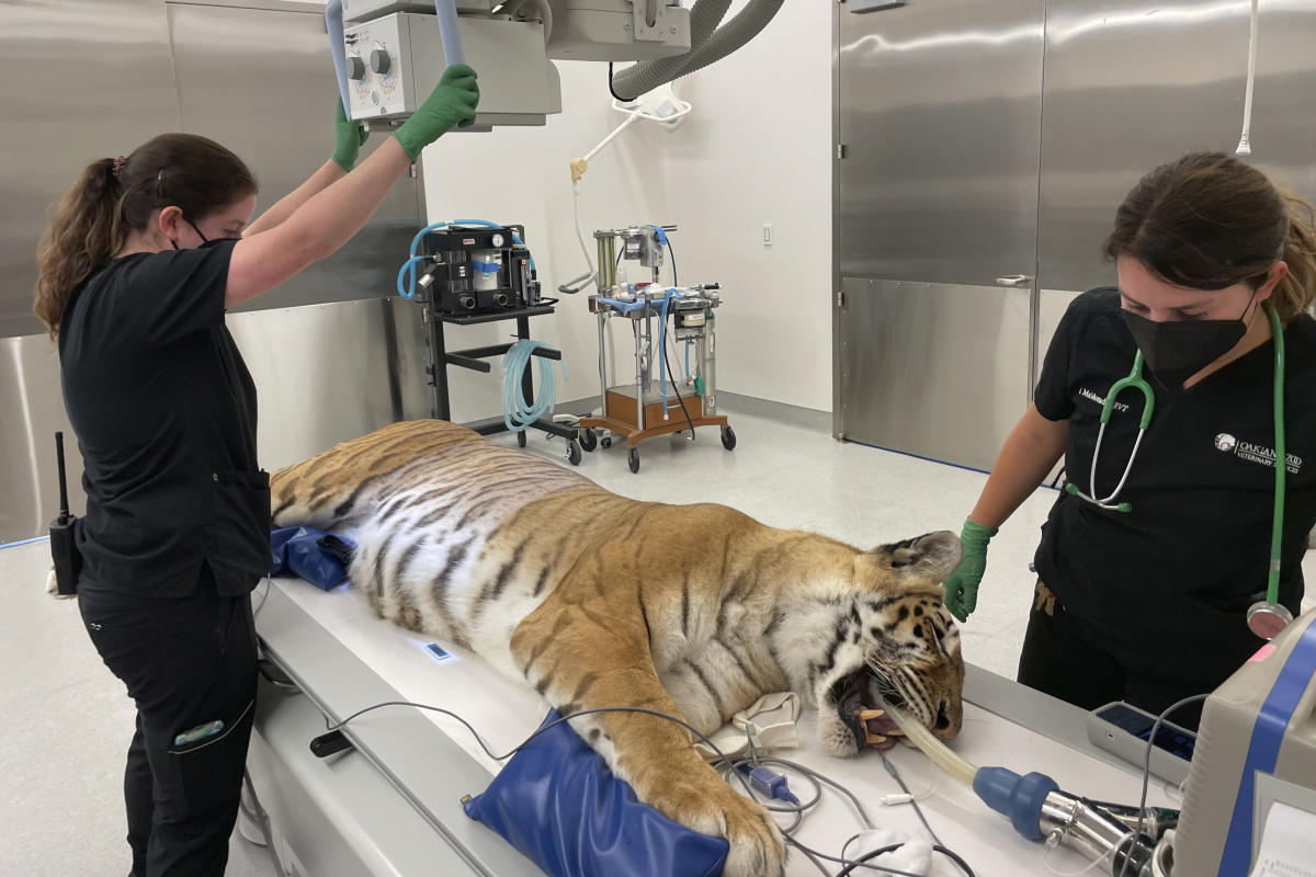 Rescued Oklahoma tigers get care in California and new home