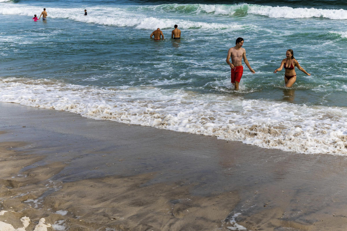 Shark sightings get more common at New York beaches