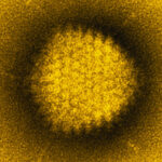 Studies Probe Adenovirus Link to Childhood Hepatitis Cases