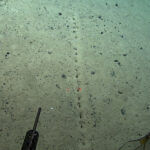 There Are Holes on the Ocean Floor. Scientists Don’t Know Why.