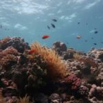 UN urges ambitious action to protect the oceans