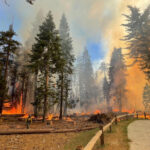 Wildfire grows near famed Yosemite grove of sequoia trees