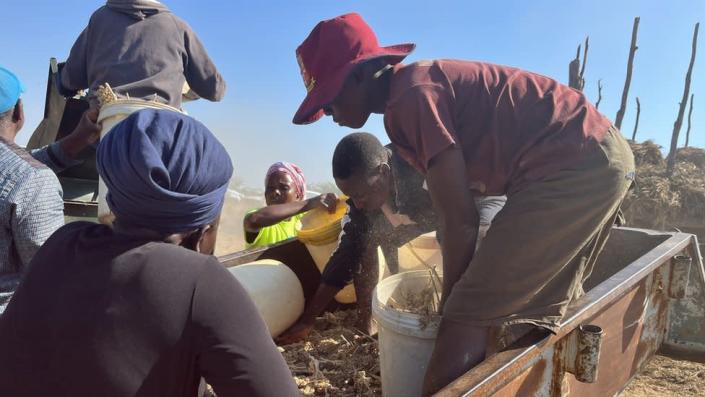 Zimbabwe food crisis: Could sorghum and millet replace maize?