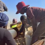 Zimbabwe food crisis: Replacing maize with sorghum and millet