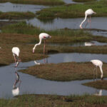 African migratory birds threatened by hot, dry weather