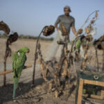 An exotic bird lures trappers to Gaza’s tense frontier