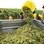 Drought forces earliest harvest ever in French wine country