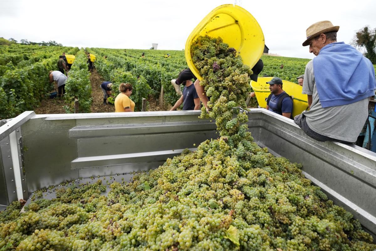 Drought forces earliest harvest ever in French wine country