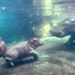 Fiona The Hippo Meets Her Brother Fritz For The First Time