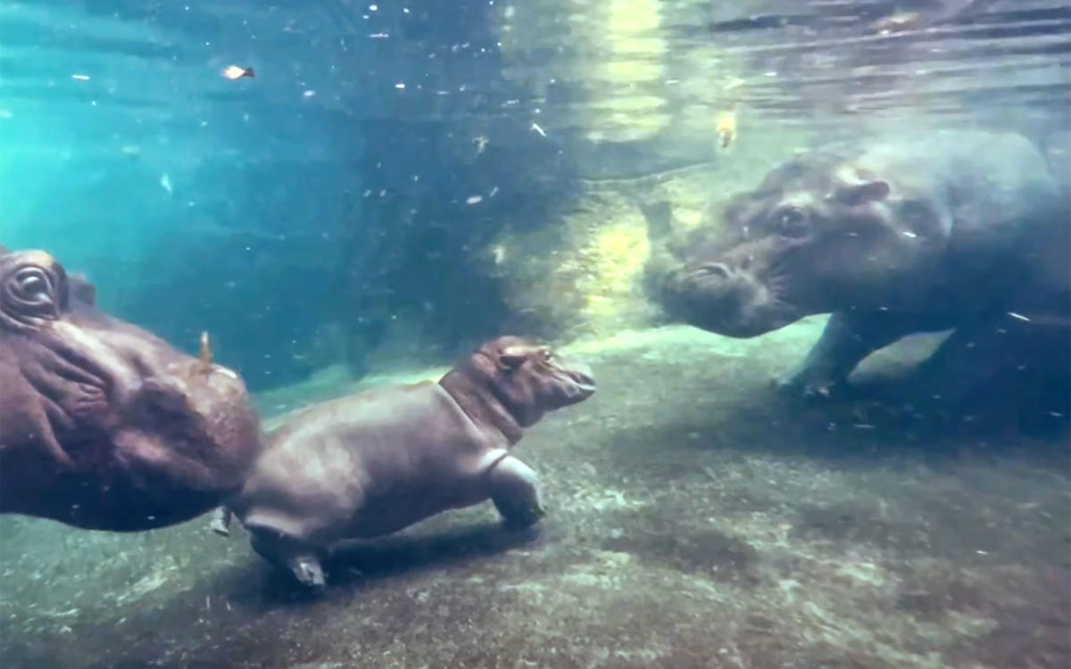 Fiona The Hippo Meets Her Brother Fritz For The First Time