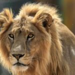 Ghana zoo: Lions maul man to death in Accra